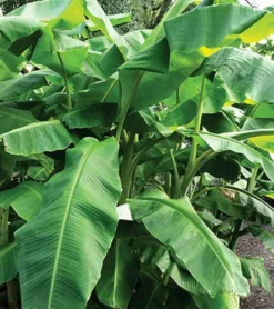 Bananier rustique sp. Sapporo 7 l 80-100 cm