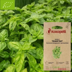 Basilic grand vert- graines bio à semer