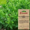 Basilic tulsi de zambie- graines bio à semer