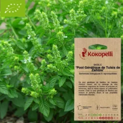 Basilic tulsi de zambie- graines bio à semer