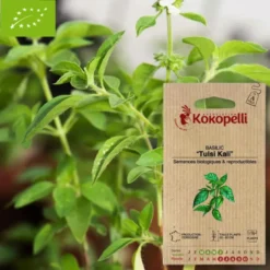 Basilic tulsi kali- graines bio à semer