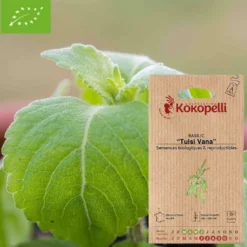 Basilic tulsi vana- graines bio à semer