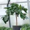 Bergamotier ou citronnier bergamote taille du pot - en pot de 5 litres