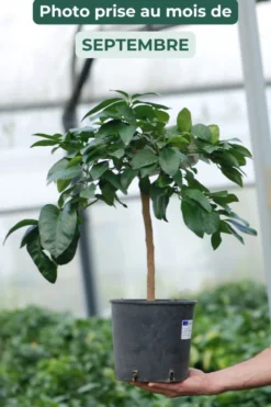 Bergamotier ou citronnier bergamote taille du pot - en pot de 5 litres