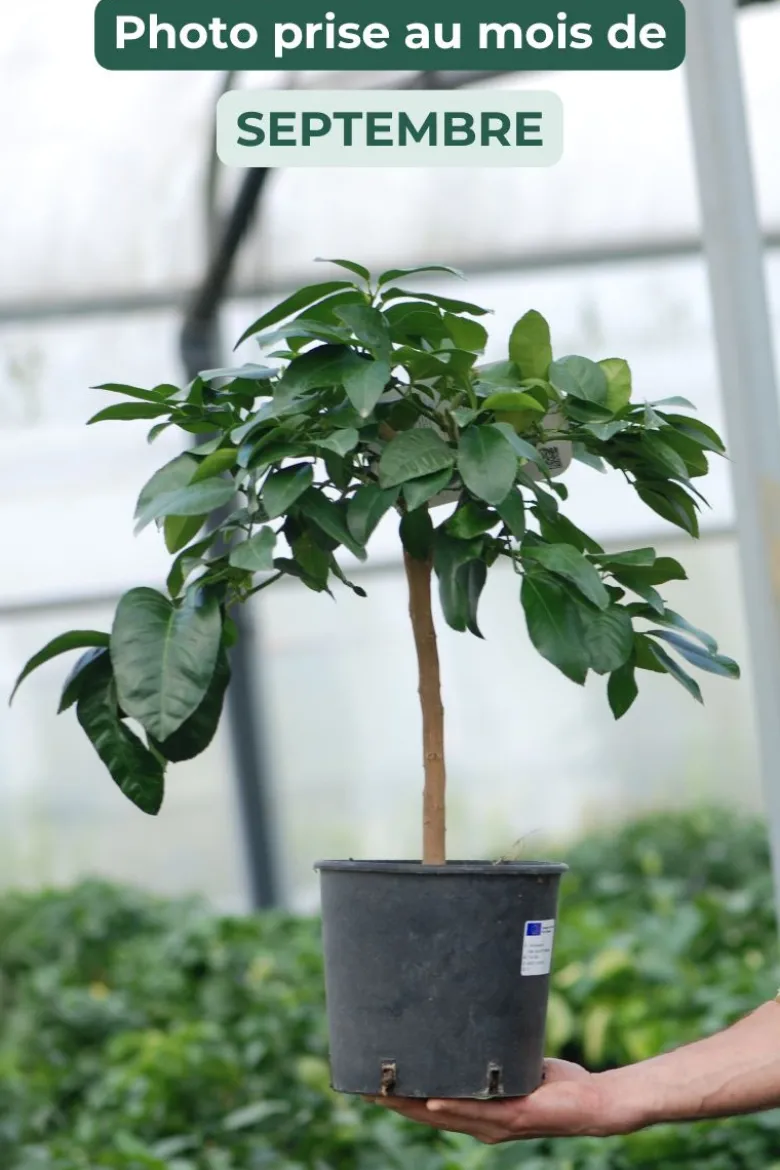 Bergamotier ou citronnier bergamote taille du pot - en pot de 5 litres