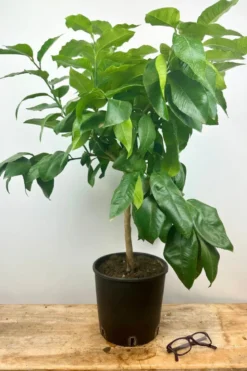Bergamotier ou citronnier bergamote taille du pot - en pot de 5 litres