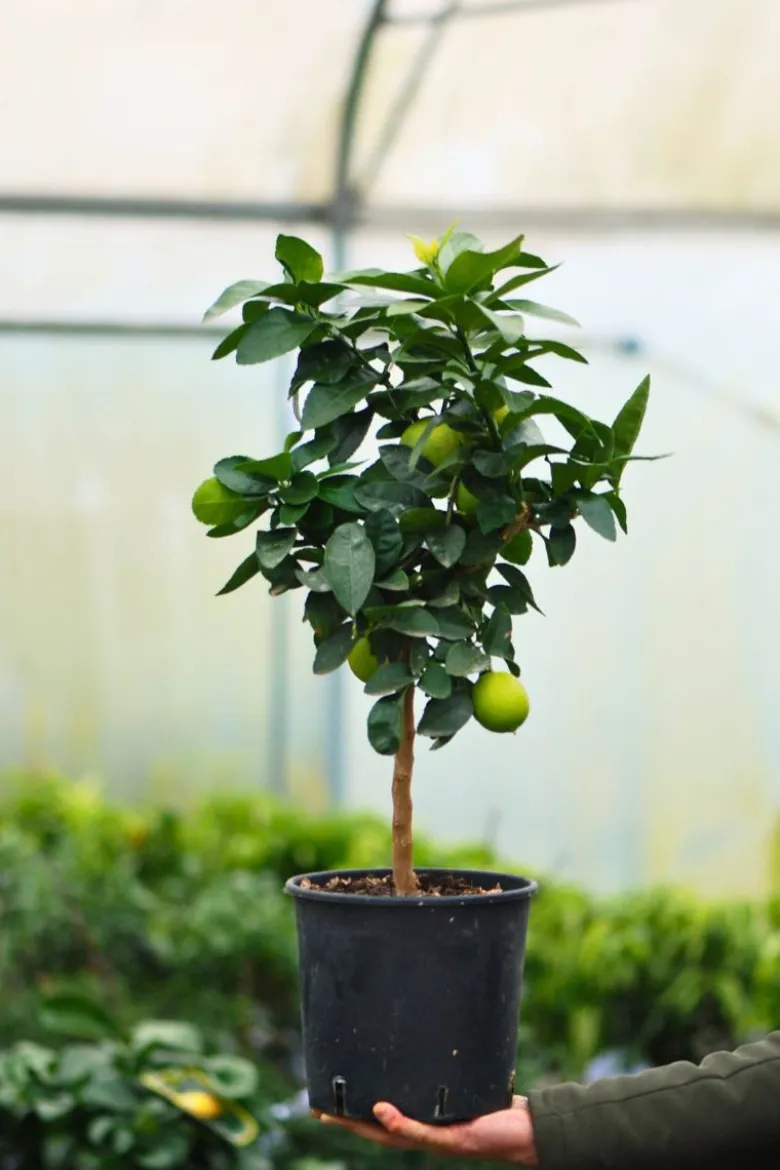Bergamotier ou citronnier bergamote taille du pot - en pot de 5 litres