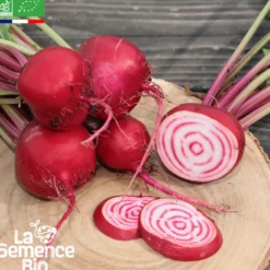 Betterave chioggia bio