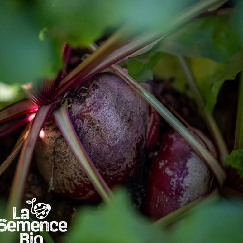 Betterave chioggia bio