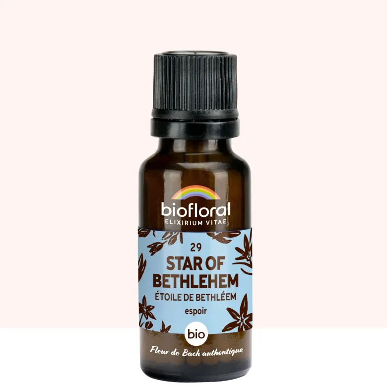 Biofloral - 29 star of bethlehem, étoile de bethléem - bio