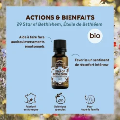 Biofloral - 29 star of bethlehem, étoile de bethléem - bio