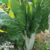 Blette carde blanche d'ampuis bio
