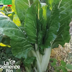 Blette carde blanche d'ampuis bio