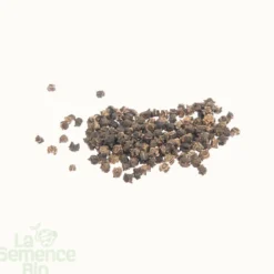 Blette carde blanche d'ampuis bio