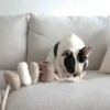 Bloocs, jouet chien set 4 blocs à mâcher
