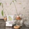 Bouée de germination pour avocat