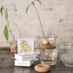 Bouée de germination pour avocat
