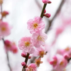 Bougie qui devient plante fleurcerisier