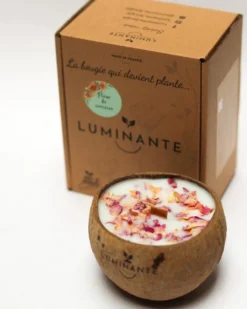 Bougie qui devient plante fleurcerisier