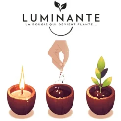 Bougie qui devient plante fleurcerisier