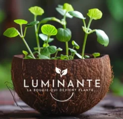 Bougie qui devient plante vanille