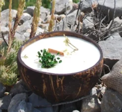 Bougie qui devient plante verveine