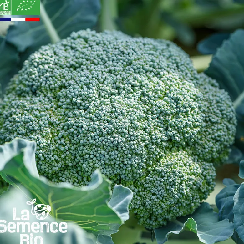 Brocoli calabrais hâtif bio
