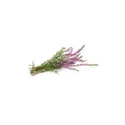 Bruyère - macérat de bourgeons - 15ml 15
