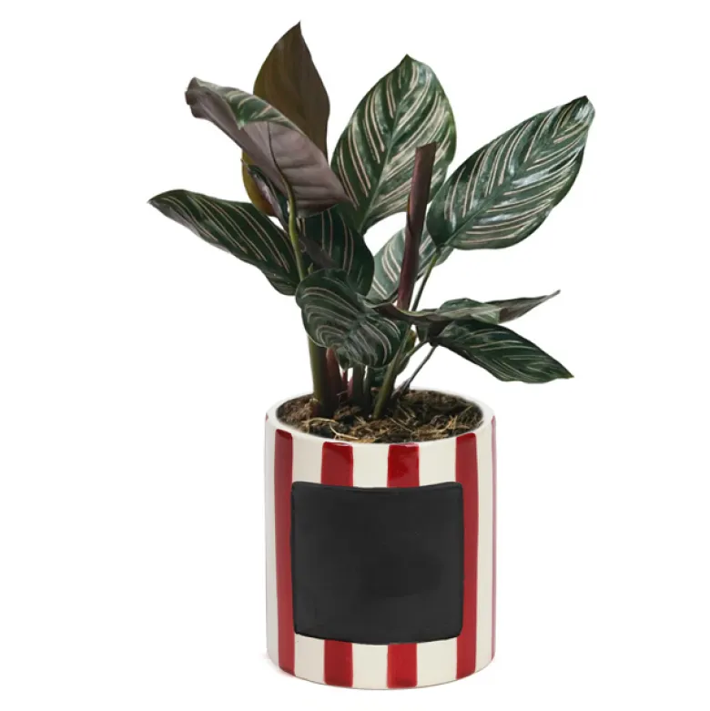 Cache pot rayé et sa plante
