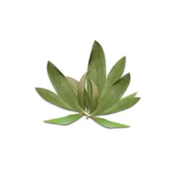 Cajeput (melaleuca leucadendra) - huile essentielle bio - 5ml garantie chromacer