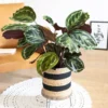 Calathéa médaillon, plante dépolluante