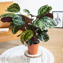 Calathéa médaillon, plante dépolluante