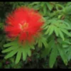 Calliandra tweedii 3 l 80-100 cm