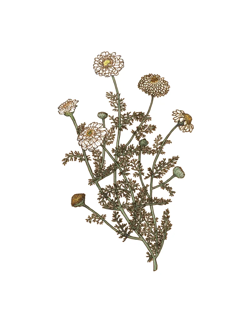 Camomille romaine bio fleur 20g