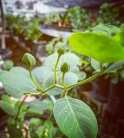 Capparis spinosacaprier 2 l 20-30 cm