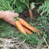Carotte touchon bio