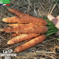 Carotte touchon bio
