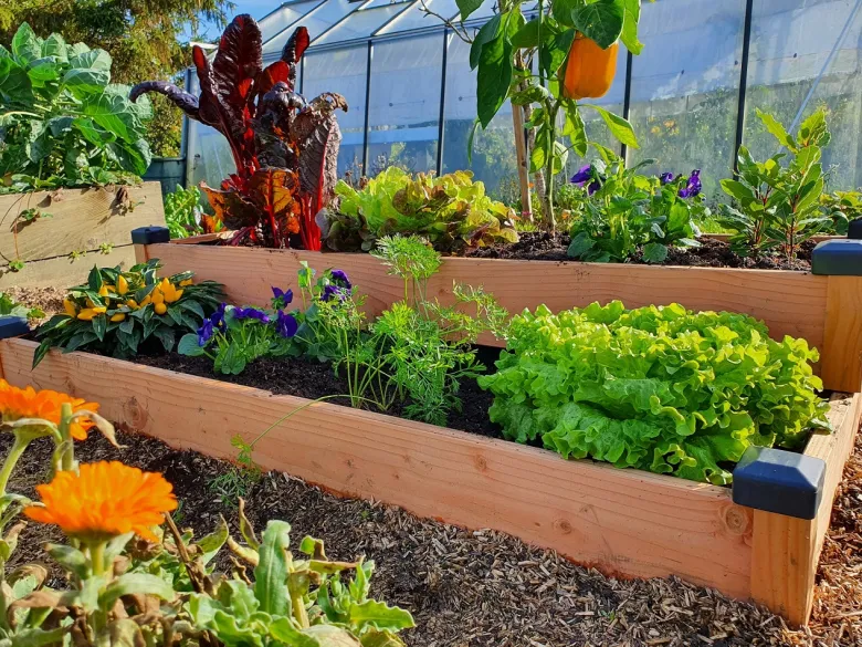 Carré potager bois douglas 126x66x26