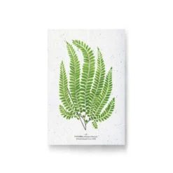 Carte à planter - fougère