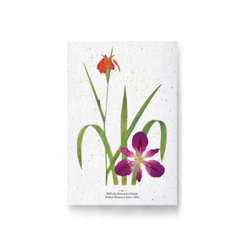 Carte à planter - iris