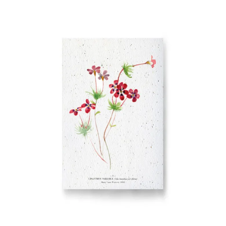 Carte à planter - linathus