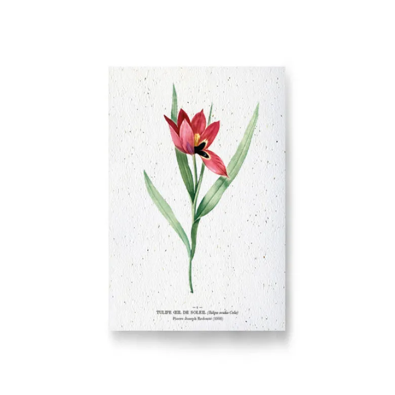 Carte à planter - tulipe œil de soleil
