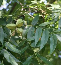 Carya noix de noix de pecan 7 l 120-140 cm