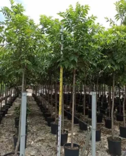 Carya noix de noix de pecan 7 l 120-140 cm