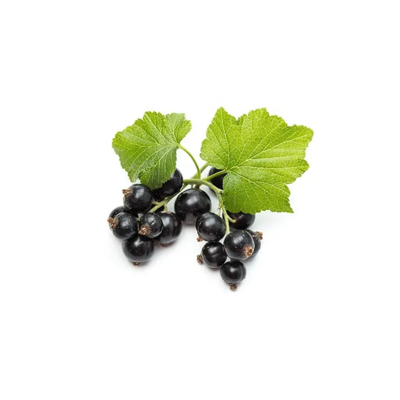 Cassis bio - 15ml (ribes nigrum) – macérat concentré de bourgeons frais 15