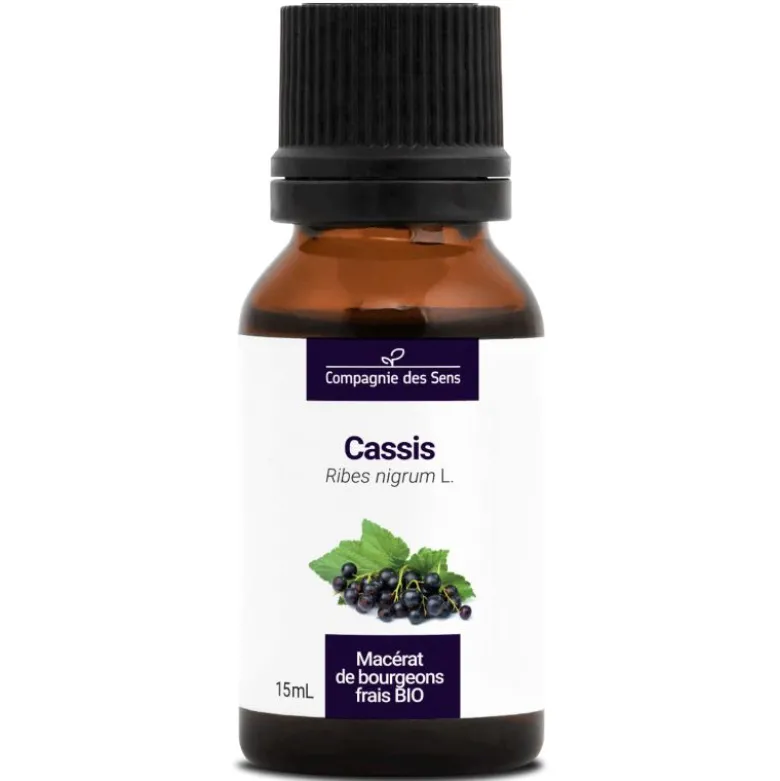 Cassis bio - 15ml (ribes nigrum) – macérat concentré de bourgeons frais 15