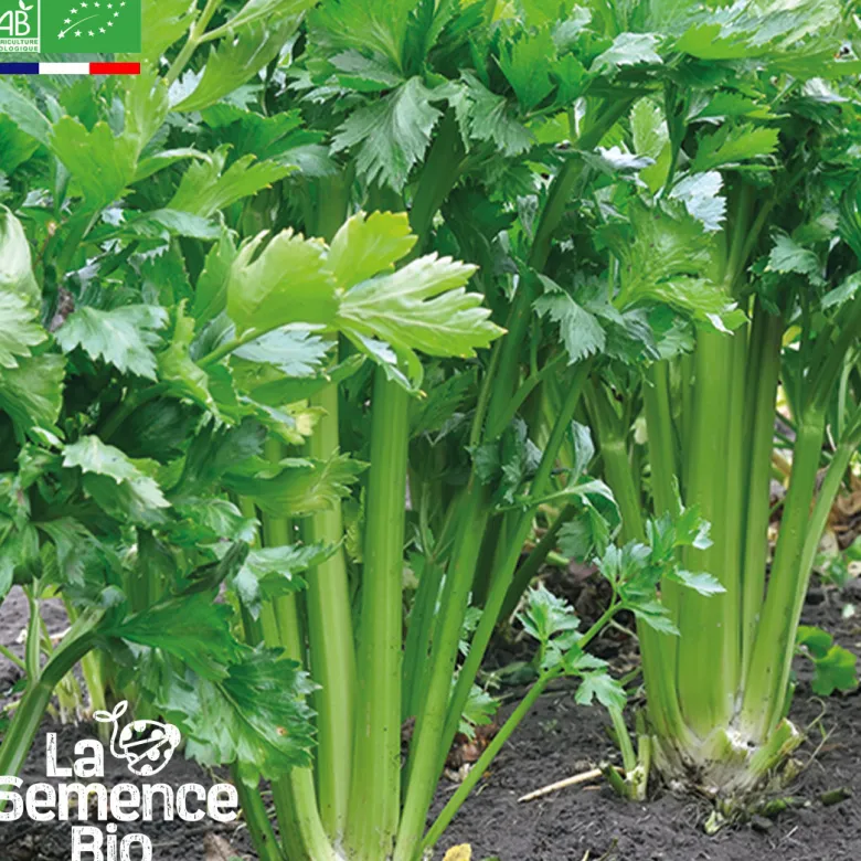 Celeri branche vert d'elne bio
