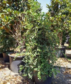 Ceratonia caroubier : 140 l 200-250 cm