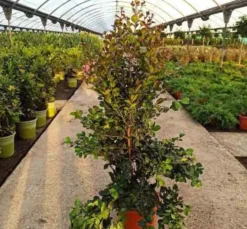 Cerisier de cayenne 7 l 80-100 cm