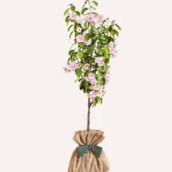 Cerisier à fleurs du japon kanzan
